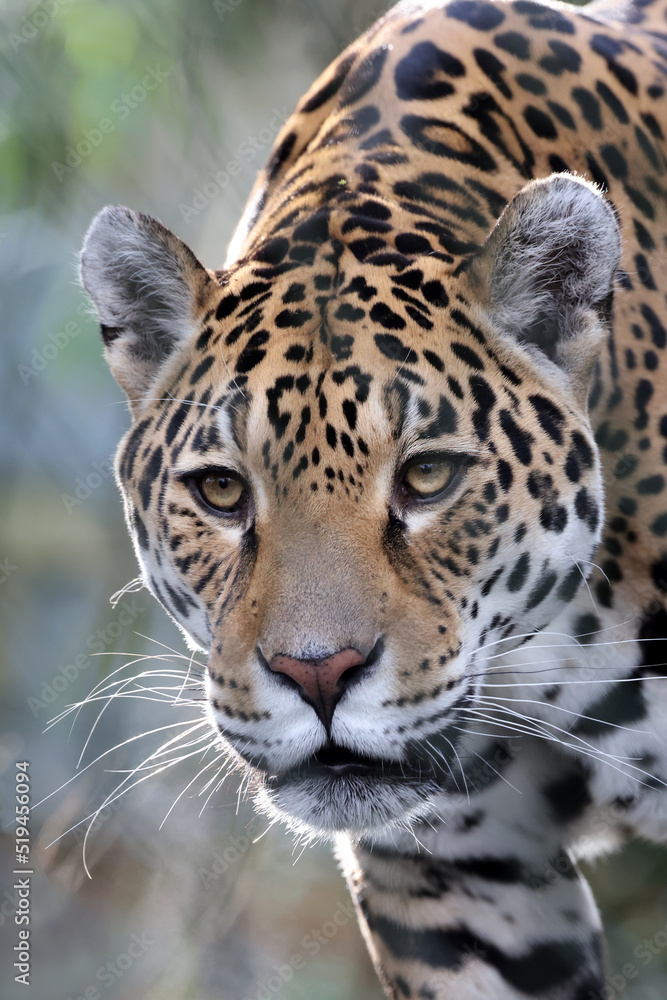 Obraz premium Close up shot of Jaguar (Panthera Onca)