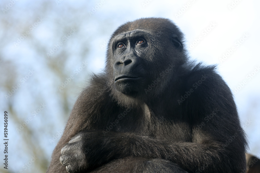 Close up shot of western lowland gorilla  (Gorilla Gorilla Gorilla)