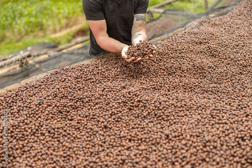 Cropped photo of man showing anaerobic processing in coffee production photo