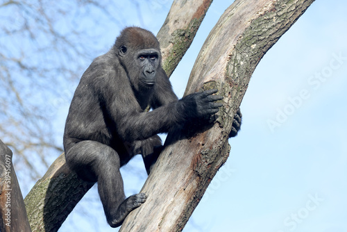 Close up shot of western lowland gorilla  (Gorilla Gorilla Gorilla) © Edwin Butter