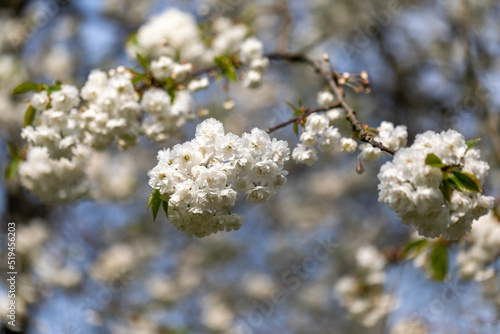beautiful white flowers of a spring tree, macro, close-up © Edwin Butter