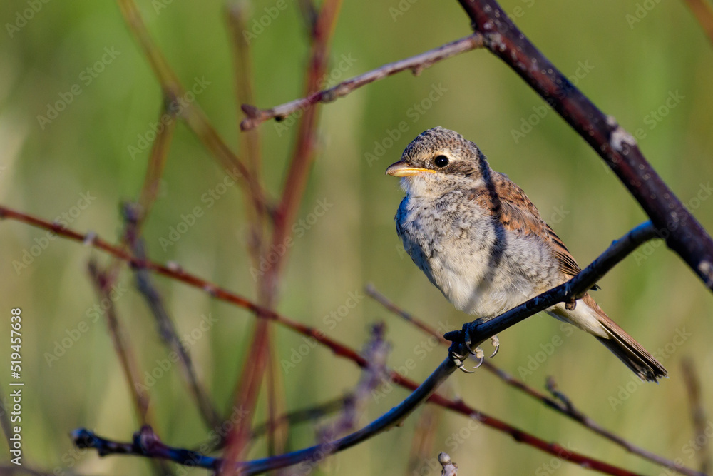 Red-backed Shrike,Lanius collurio. In the wild Red-backed Shrike,Lanius collurio. In the wild