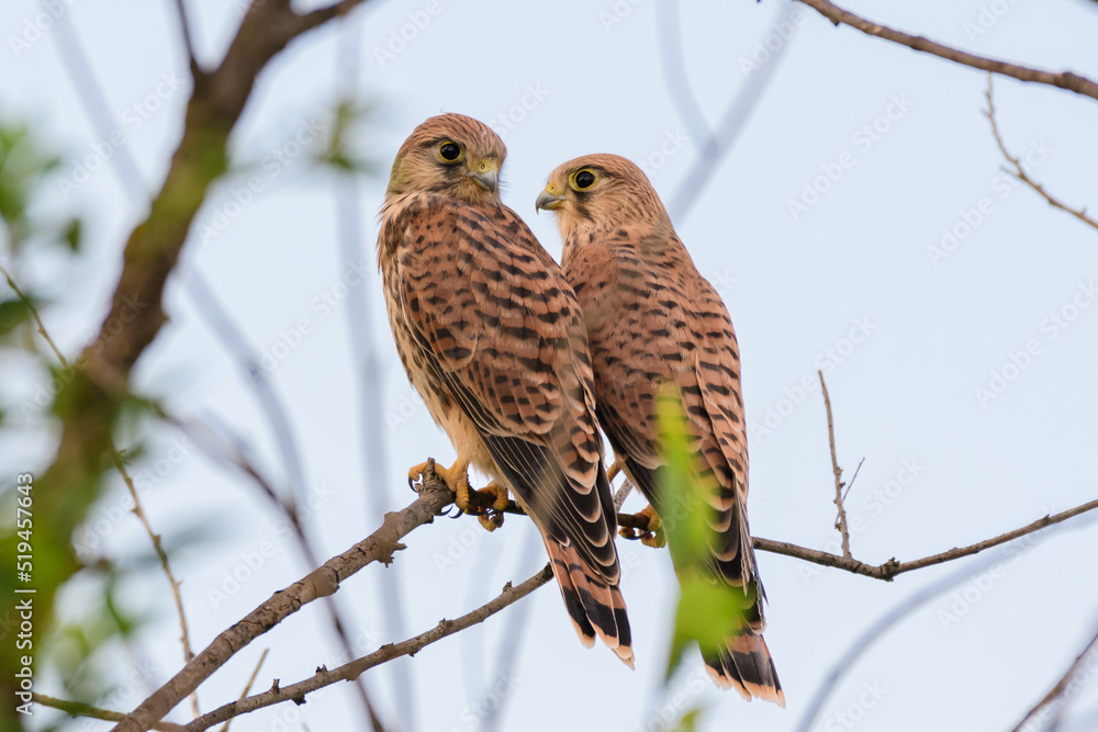 Common Kestrel, Falco tinnunculus, little bird of prey Common Kestrel, Falco tinnunculus, little bird of prey