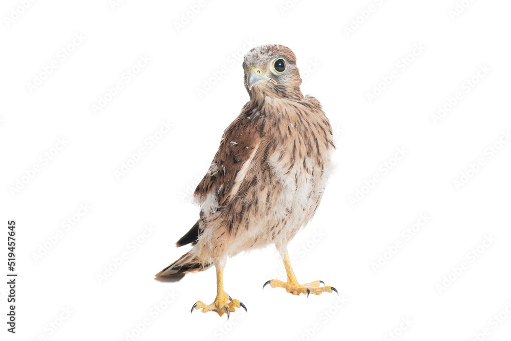 Chick Common Kestrel Falco tinnunculus isolated on white background Chick Common Kestrel Falco tinnunculus isolated on white background