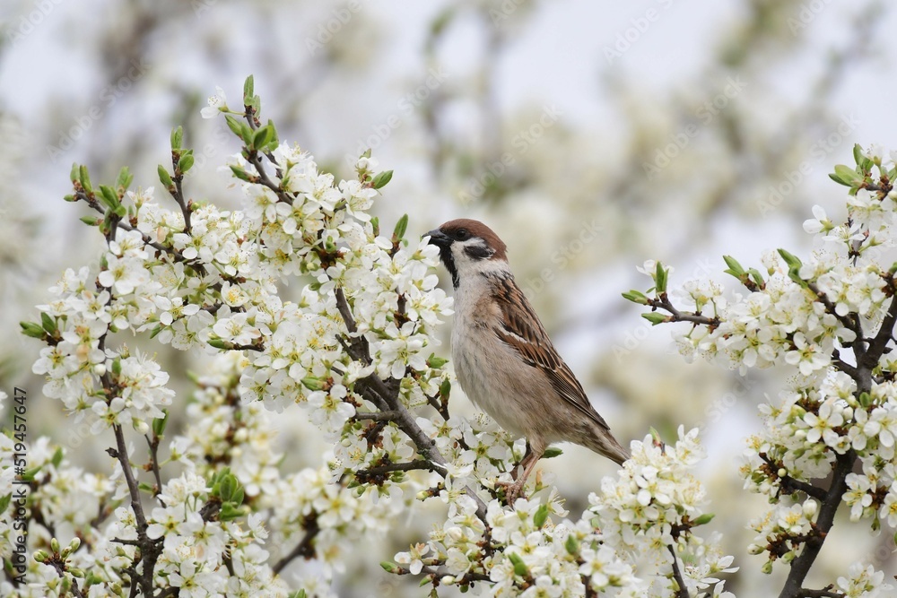 Eurasian tree sparrow, Passer montanus, perching in the spring on a blossomed branch of a tree with white flowers Eurasian tree sparrow, Passer montanus, perching in the spring on a blossomed branch of a tree with white flowers