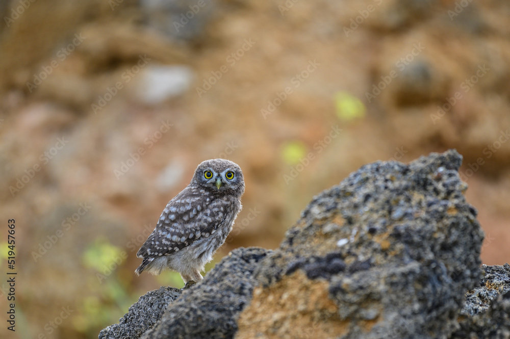 Bird Little owl in natural habitat Athene noctua Bird Little owl in natural habitat Athene noctua