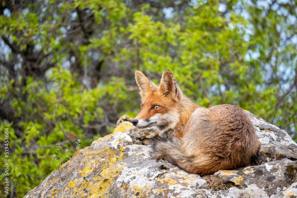 Fototapeta premium Portrait red fox Vulpes vulpes. Wild dog resting on a rock