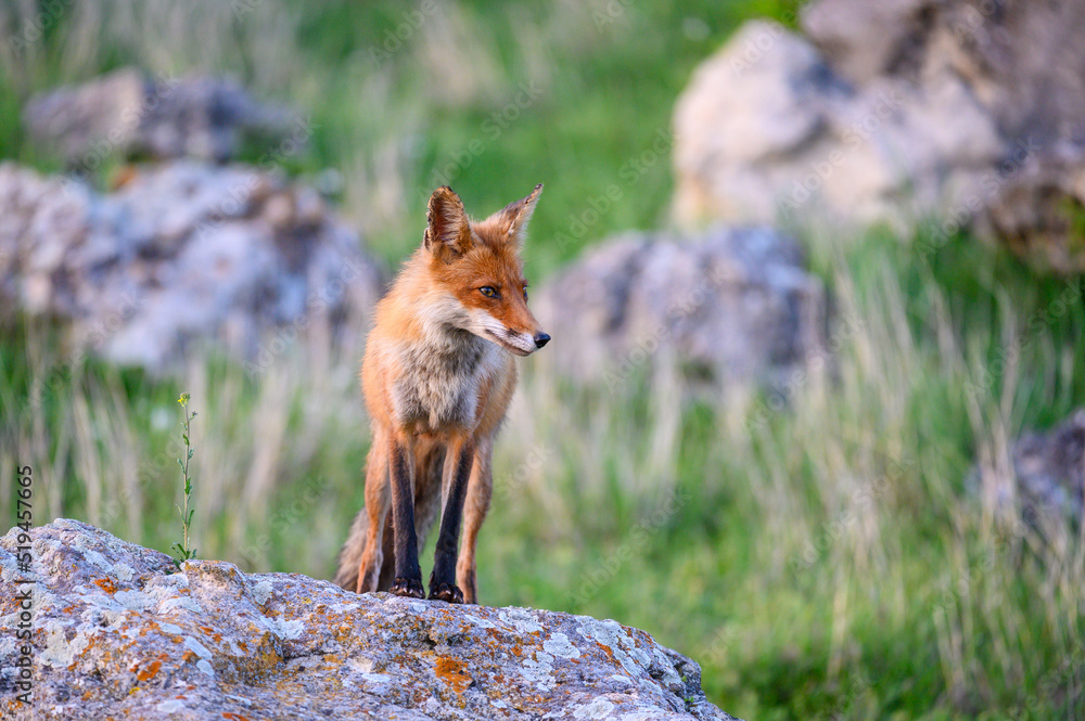 Portrait red fox Vulpes vulpes on a beautiful background Portrait red fox Vulpes vulpes on a beautiful background