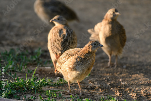 Group of partridges. Grey partridge. Perdix  perdix. In the wild  they stand on a country road