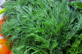 Close-up shot of a bunch of fresh dill.