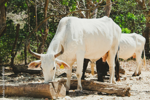 Vacas en la montaña