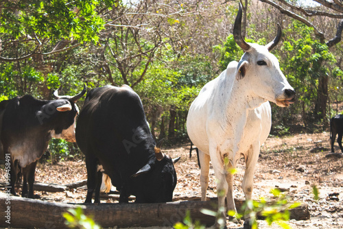 Vacas en la montaña