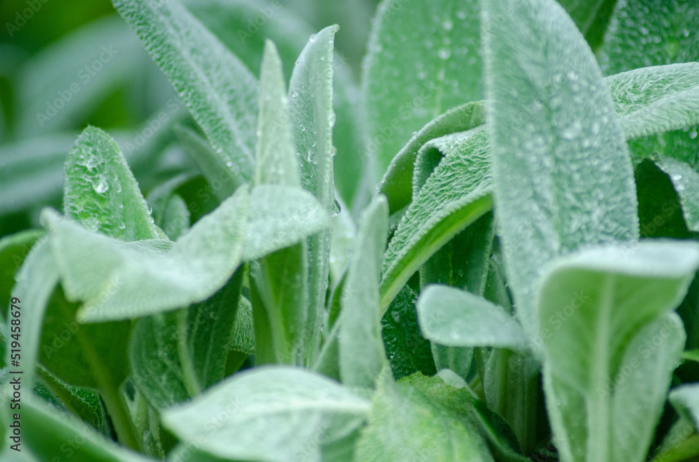 Fototapeta premium ラムズイヤー 