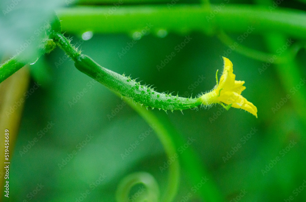 Naklejka premium きゅうり 雌花