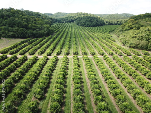 citrus plantation in northwestern Argentina photo