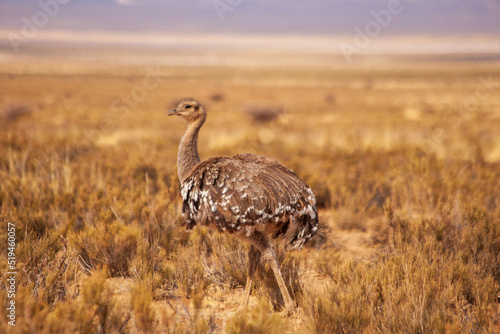 Rhea americana among the grasslands of the puna in the province of jujuy, argentina photo