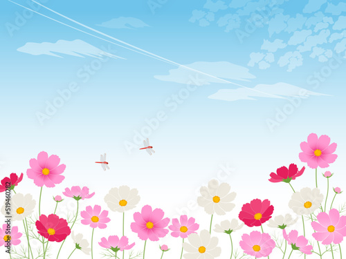 青空のコスモス畑_イメージ背景_ベクターイラスト