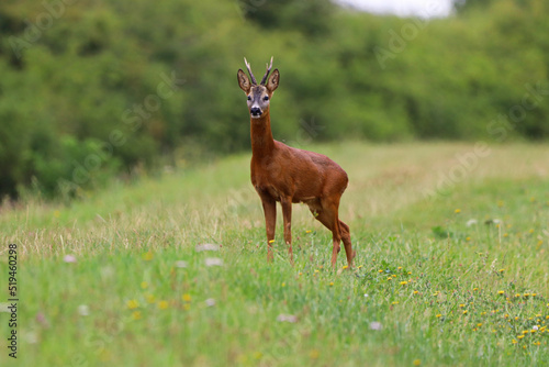 deer in the grass, Roe deer standing, looking at me, against beautiful scenery of the tranquil, picturesque, river bank, wild flowers and bushes in summer, with copy space