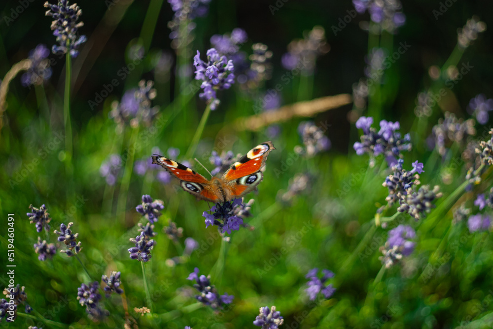 Butterfly on lavender field Butterfly on lavender field