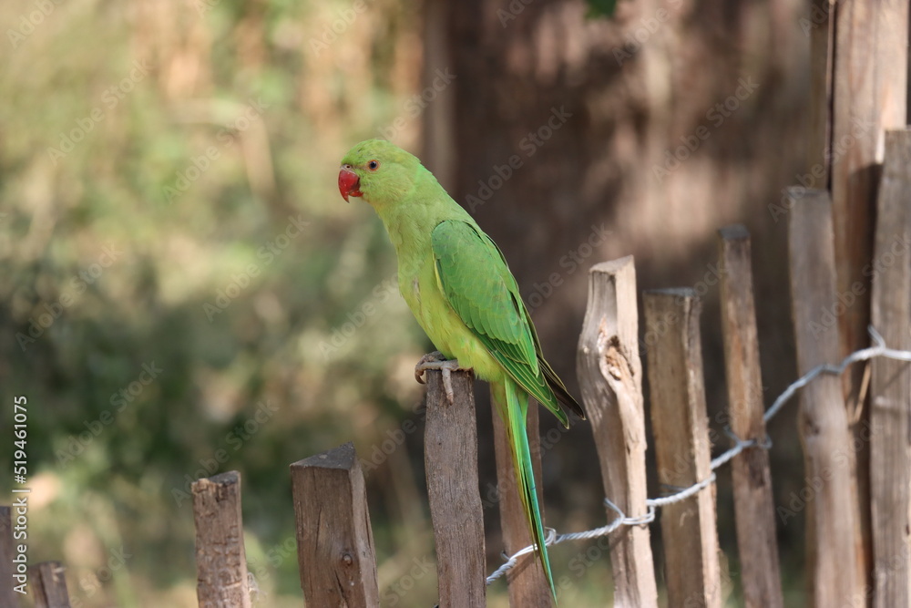 Green Parakeet Green Parakeet