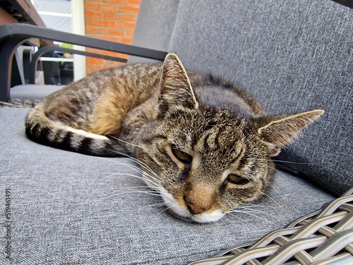 tigered cat on a chair photo