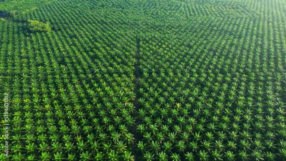 4K : Aerial view over the large palm oil plantation. Agricultural Industry in Southern Thailand
4K : Aerial view over the large palm oil plantation. Agricultural Industry in Southern Thailand