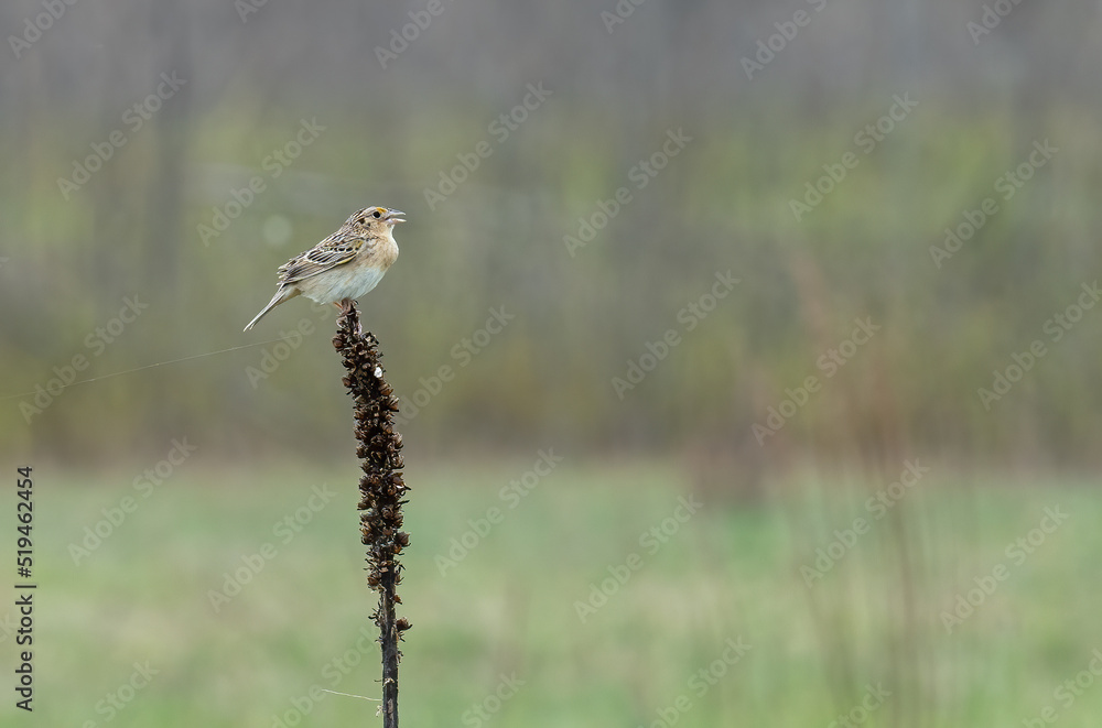 A grasshopper sparrow sits on a dead plant overlooking the prairie