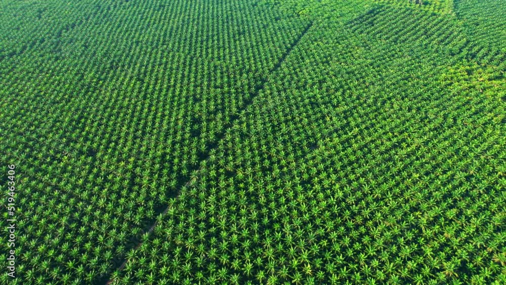 4K : Aerial view over a palm trees. palm plantation. Drone view of Nature Background. Southern Thailand
4K : Aerial view over a palm trees. palm plantation. Drone view of Nature Background. Southern Thailand