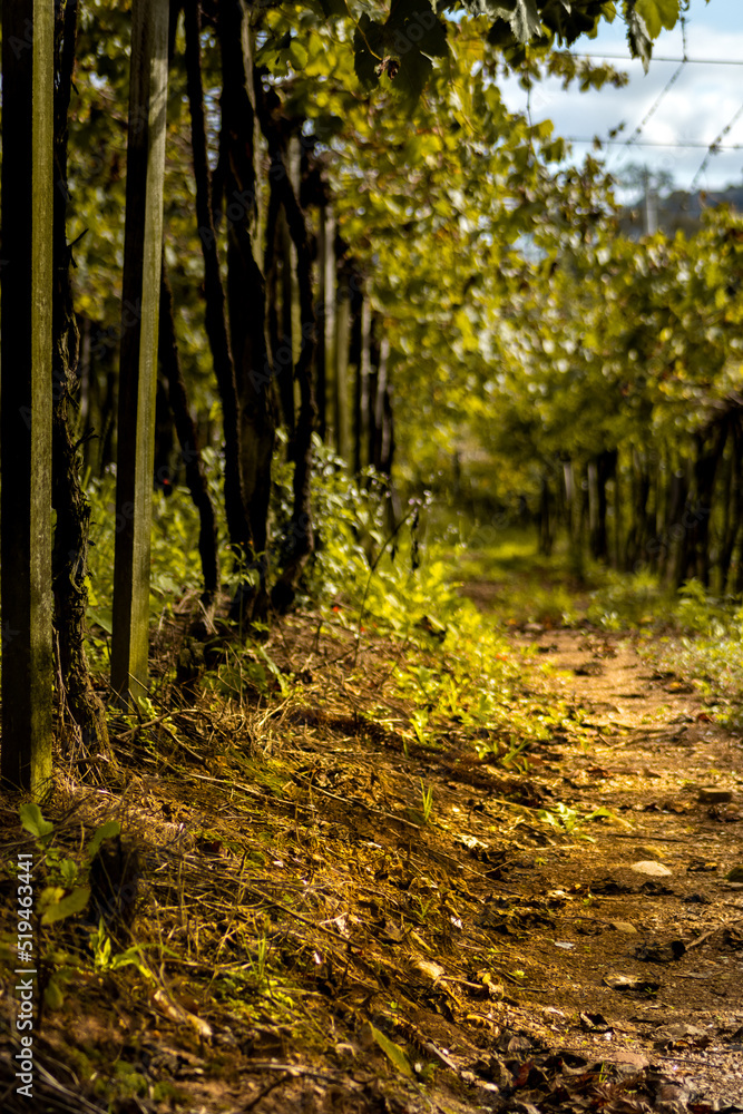 Obraz premium path in the forest