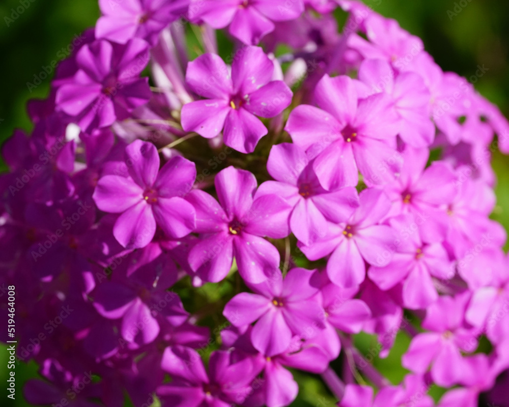 flowers in the garden