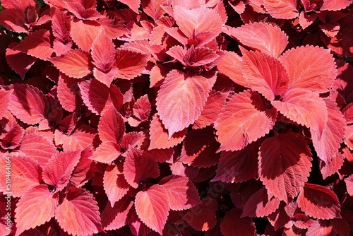 A spread of the bright and beautiful Coleus Redhead