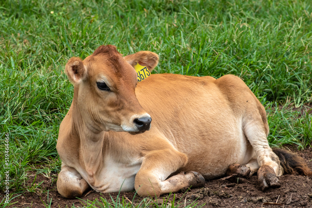 Small Jersey dairy heifer on a dairy farm in Brazil Small Jersey dairy heifer on a dairy farm in Brazil
