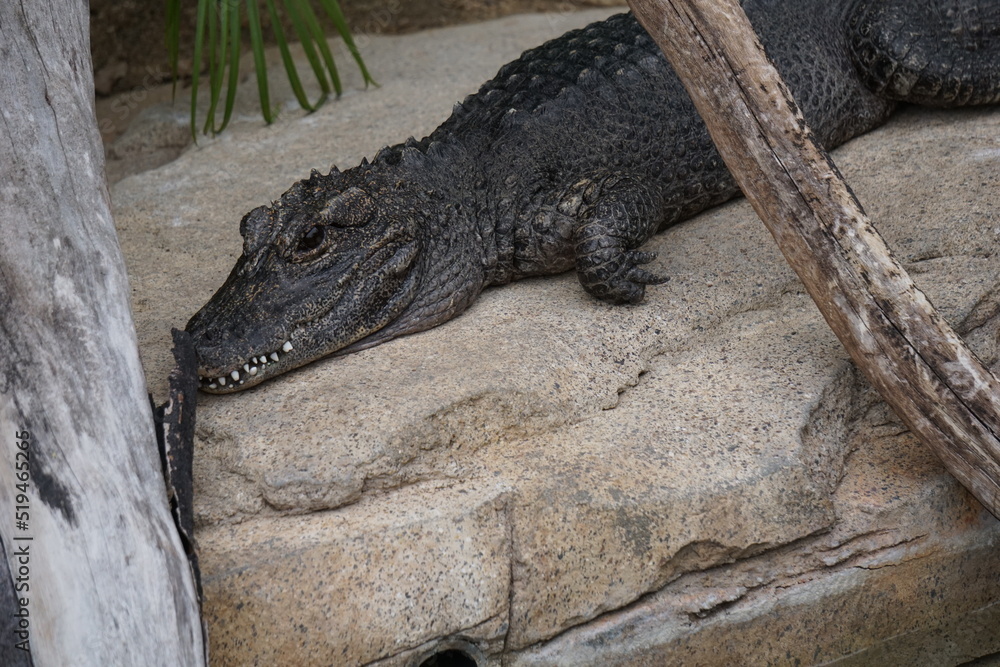 Fototapeta premium close up of a crocodile