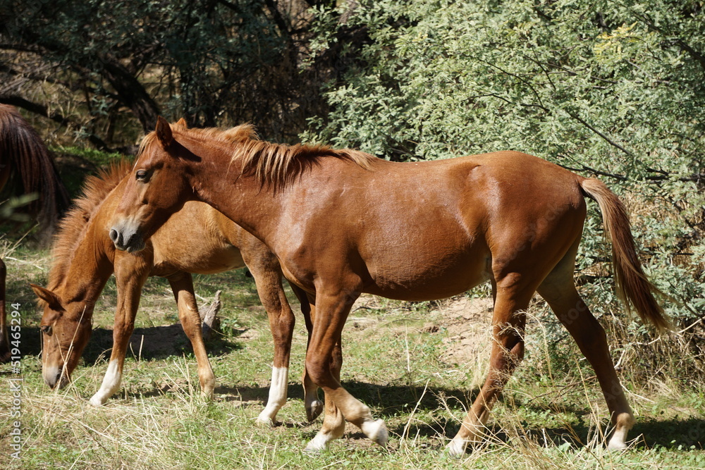 Wild Horses Wild Horses