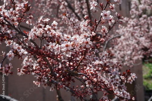 blossom in spring