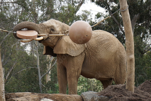 Elephant at play