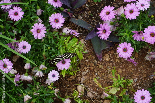 flowers and butterfly
