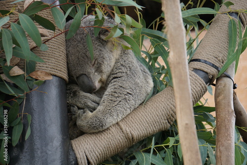 Photography Sleeping Koala