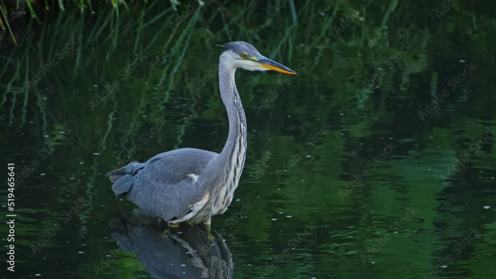 Long Legged Wading Grey Heron Hunting for Fish Lurking and Walking Slowly in Water Pond Long Legged Wading Grey Heron Hunting for Fish Lurking and Walking Slowly in Water Pond