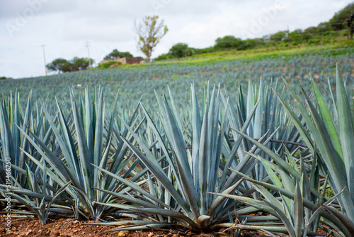 Shot of a Mexican agave plant for tequila production 