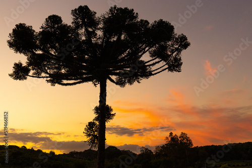 silhouette of tree at sunset photo