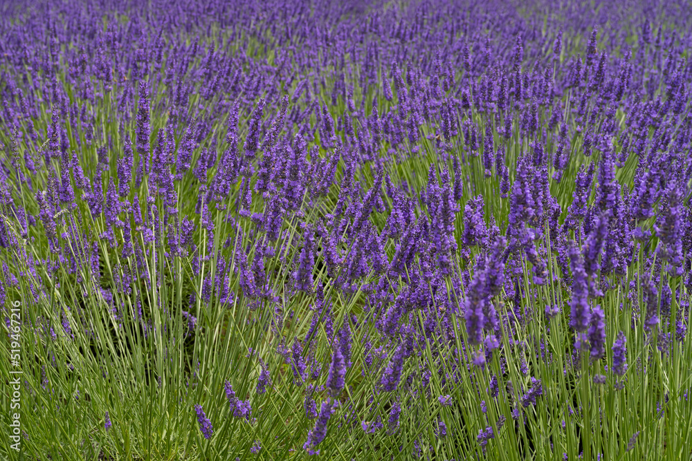 Fototapeta premium 山梨県富士河口湖町 大石公園