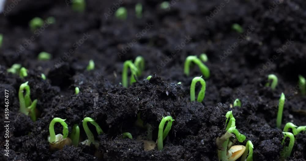 Pant growth or sprouts sprouting from the ground, plant life timelapse. High quality 4k footage Pant growth or sprouts sprouting from the ground, plant life timelapse. High quality 4k footage