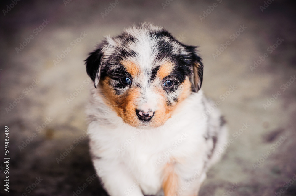 Miniature Australian Shepard Puppy