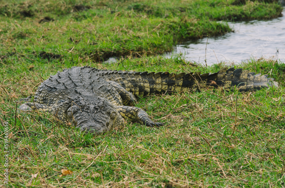 crocodile in chobe national park Botswana crocodile in chobe national park Botswana