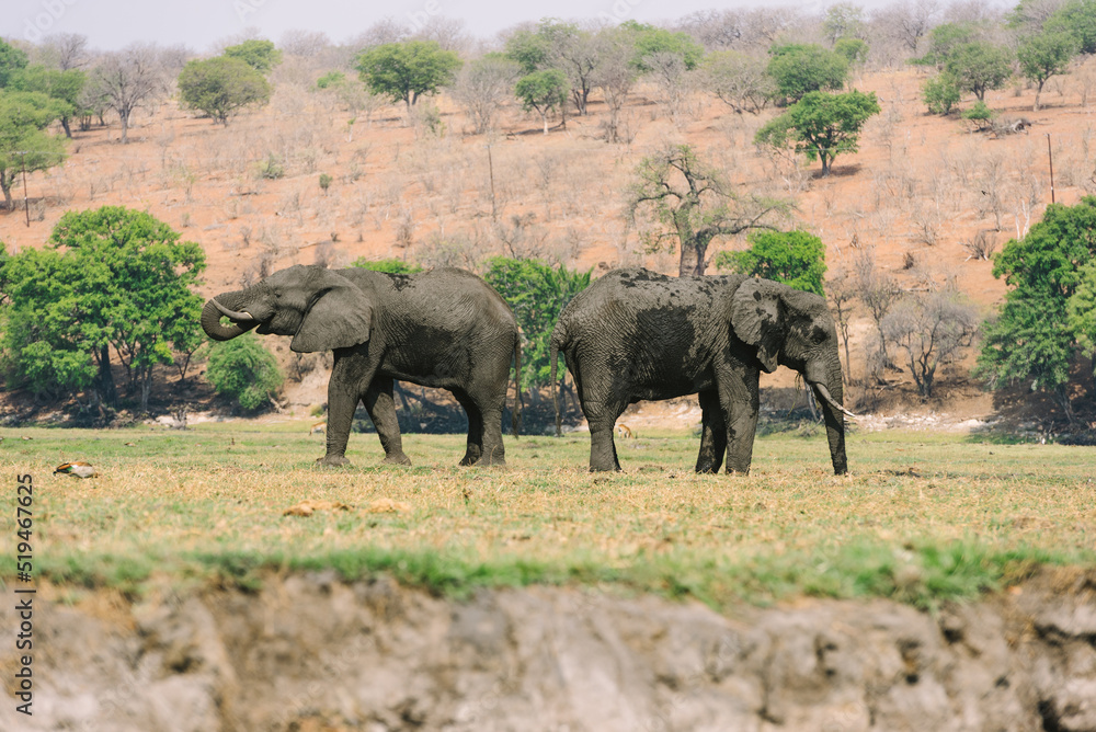 Naklejka premium Elephants in Chobe National Park in Botswana