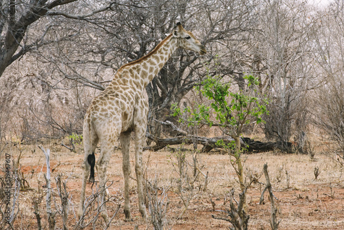 Giraffe in Chobe National Park Botswana