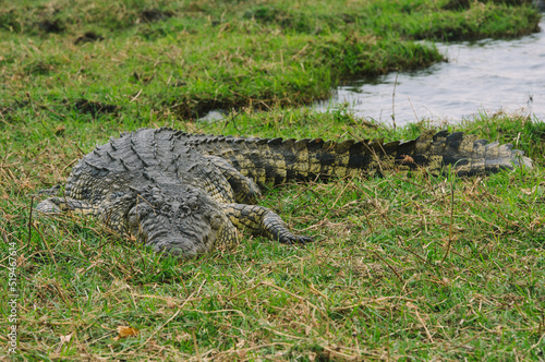 crocodile in chobe national park Botswana © Schaefer Photography