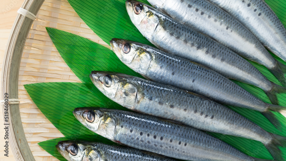 Fototapeta premium 真イワシ・Japanese sardine