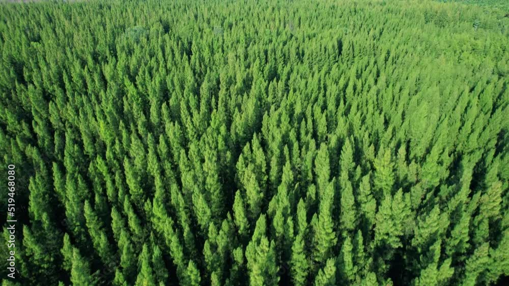 Aerial view from drone over pine forest. Pine forest in Thailand. Green nature background. Dynamic aerial shot. 4K
Aerial view from drone over pine forest. Pine forest in Thailand. Green nature background. Dynamic aerial shot. 4K